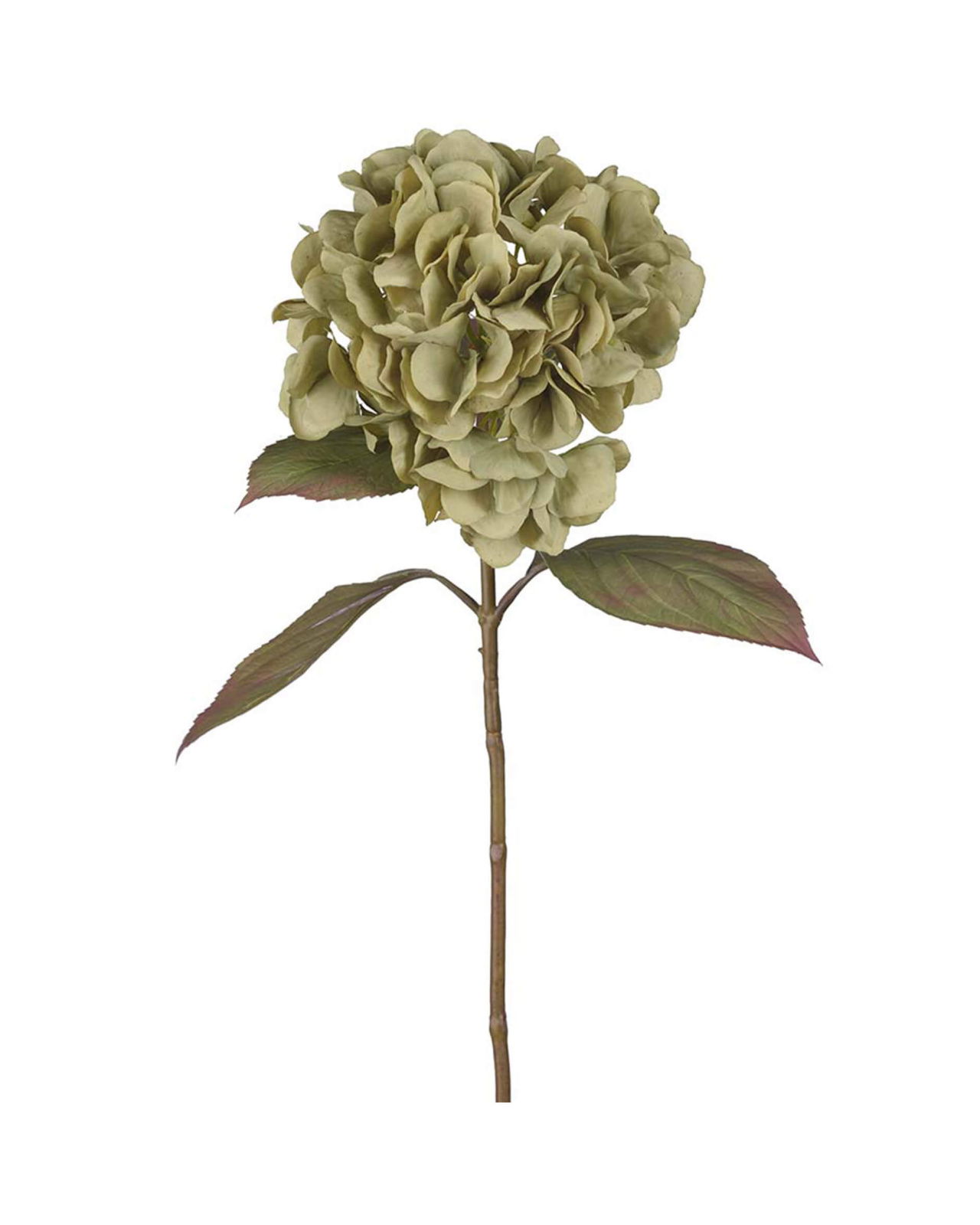 Hortensia snittblomma grön