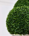 Boxwood Potted Plant Green