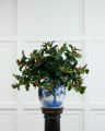 Holly Christmas Sprig