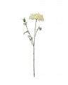 Blomsterkörvel gul