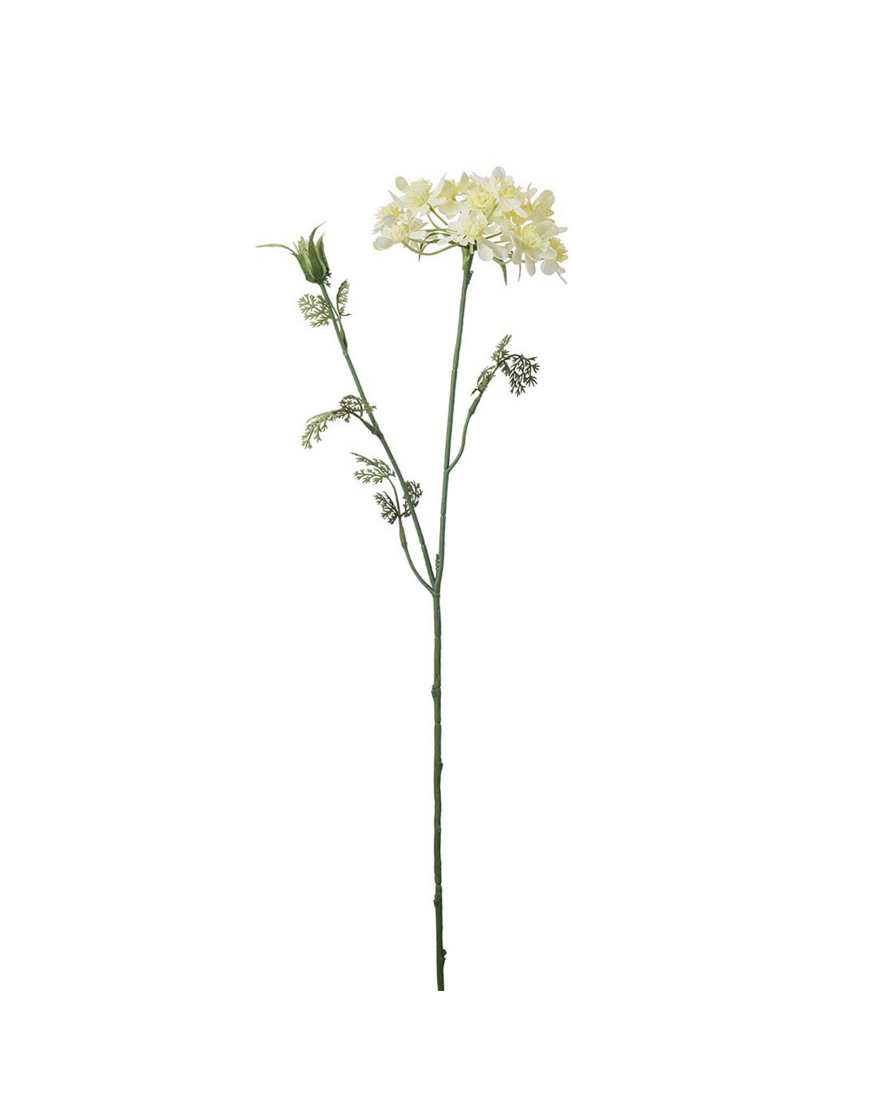 Blomsterkörvel gul