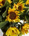 Sunflower cut flower yellow
