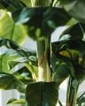 Banana Tree Potted Plant