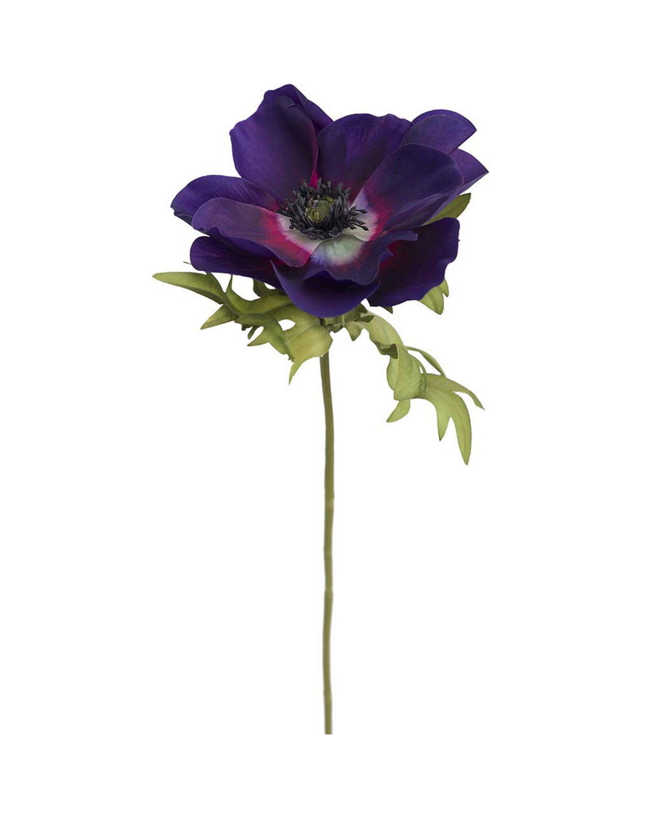 Anemon snittblomma blå