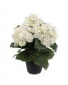 Hydrangea potted plant white