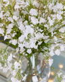 Baby's Breath Cut Flower White