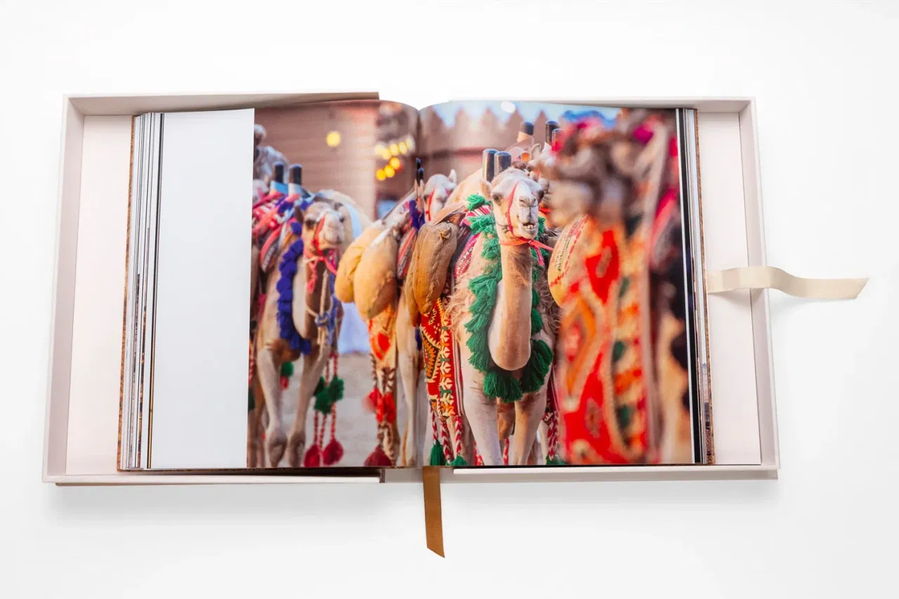 Camels From Saudi Arabia