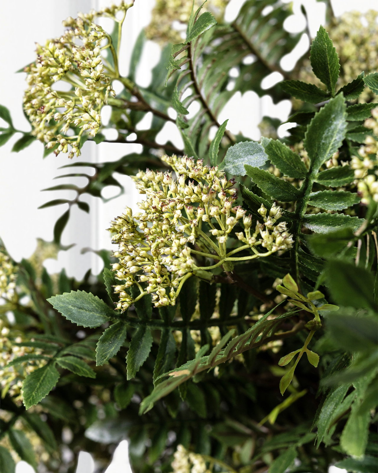Lijsterbes snijbloem groen
