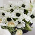 Anemone Cut Flower White