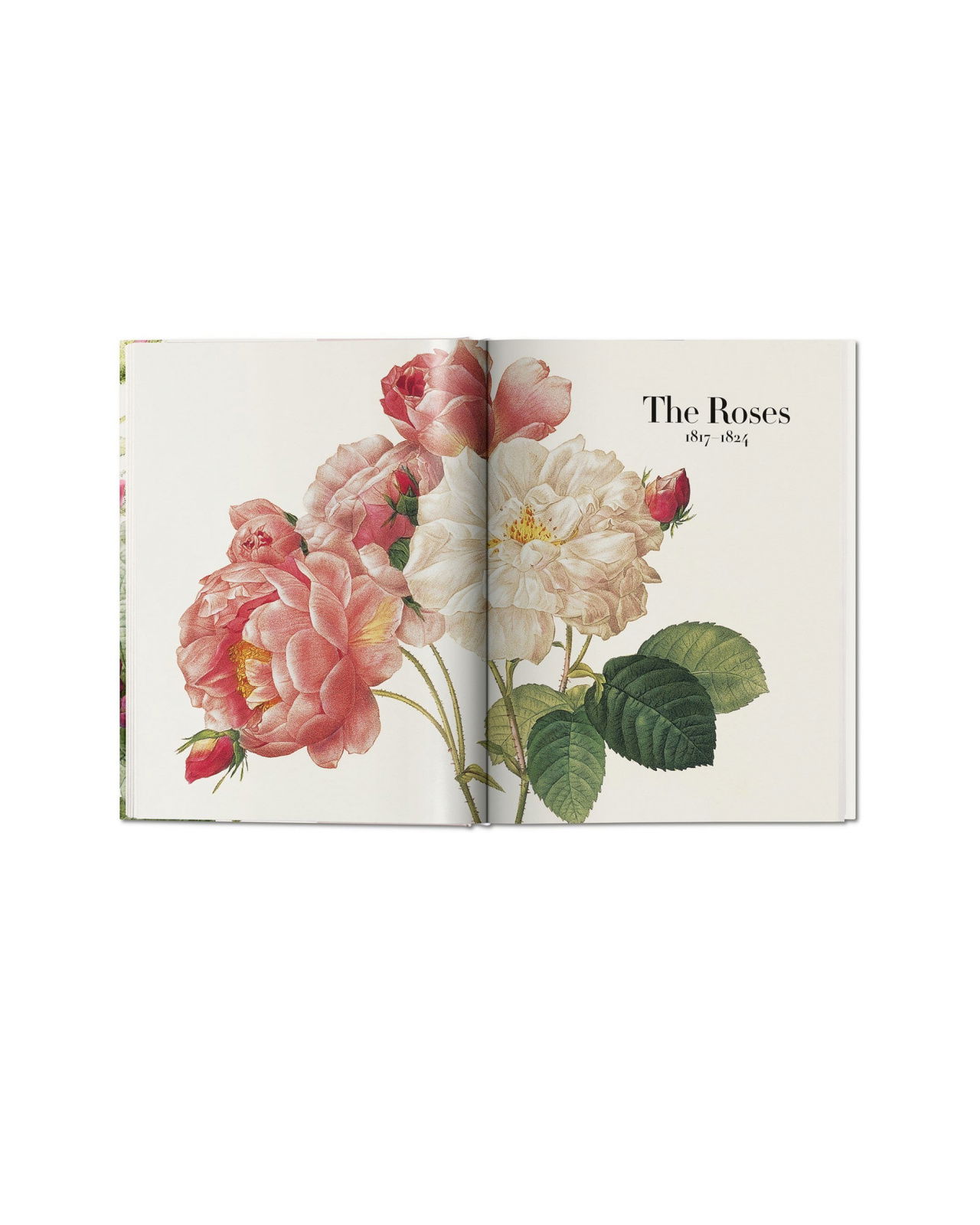 Book of Flowers - Redouté