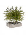 Sigrid Fir Artificial Plant