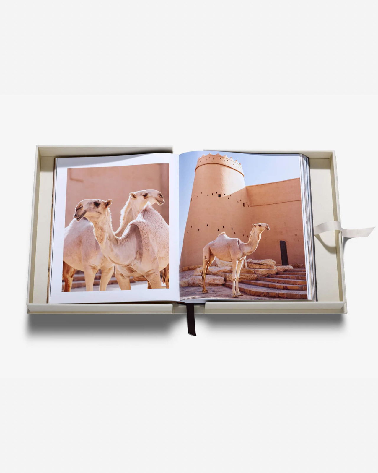 Grace in The Desert: The Beauty of Saudi Arabia's Camels