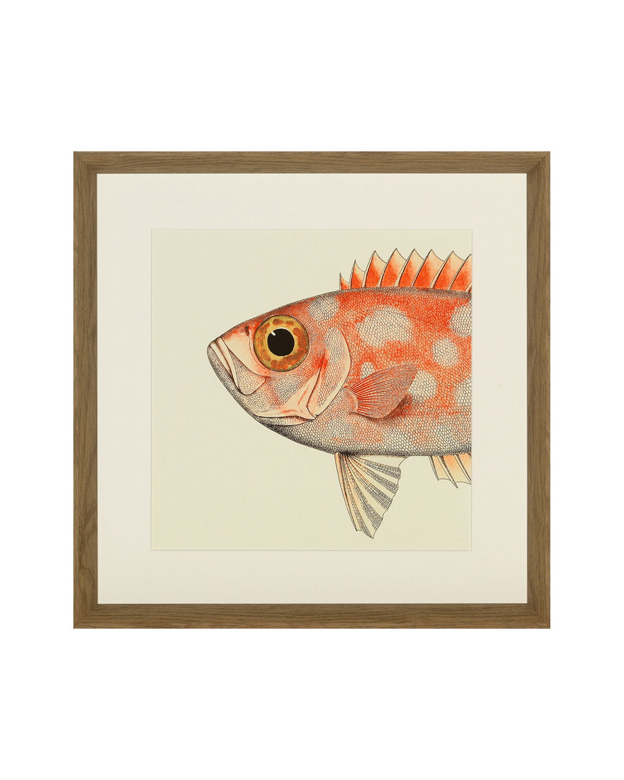 Fishes Set Of 4