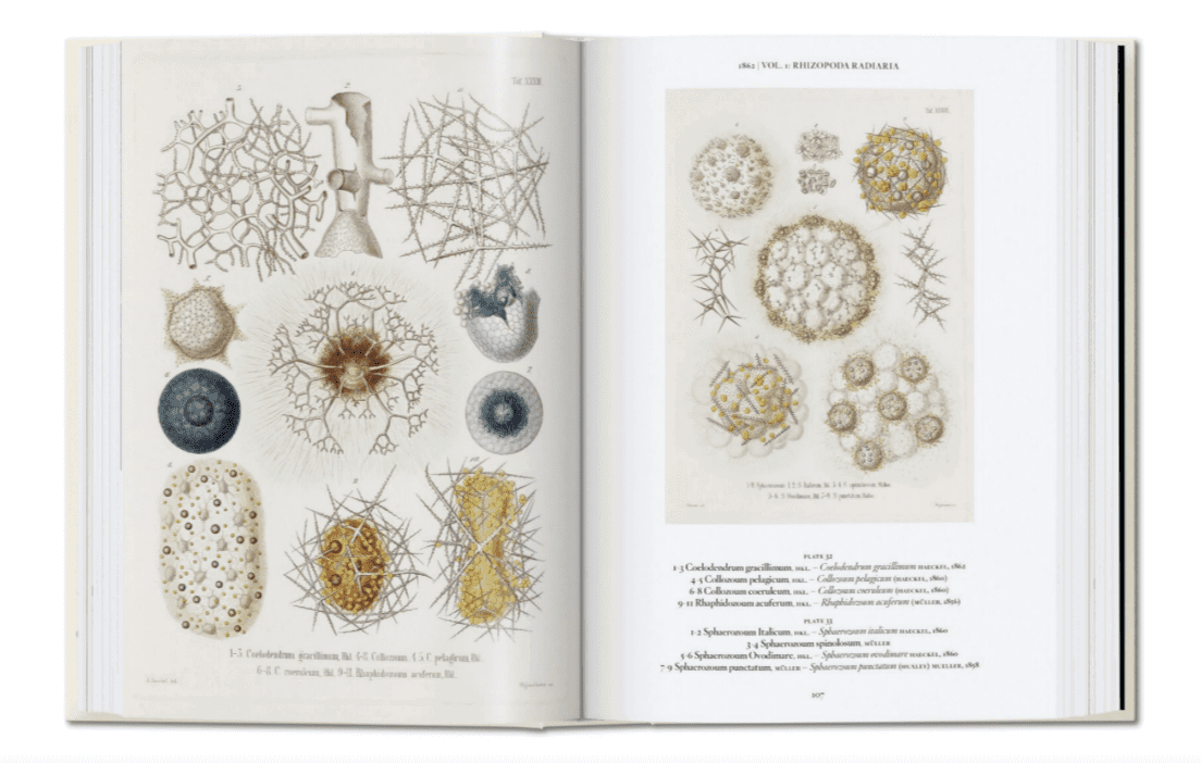 Ernst Haeckel - 40 Series