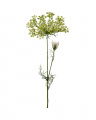 Allium Cut Flower Green