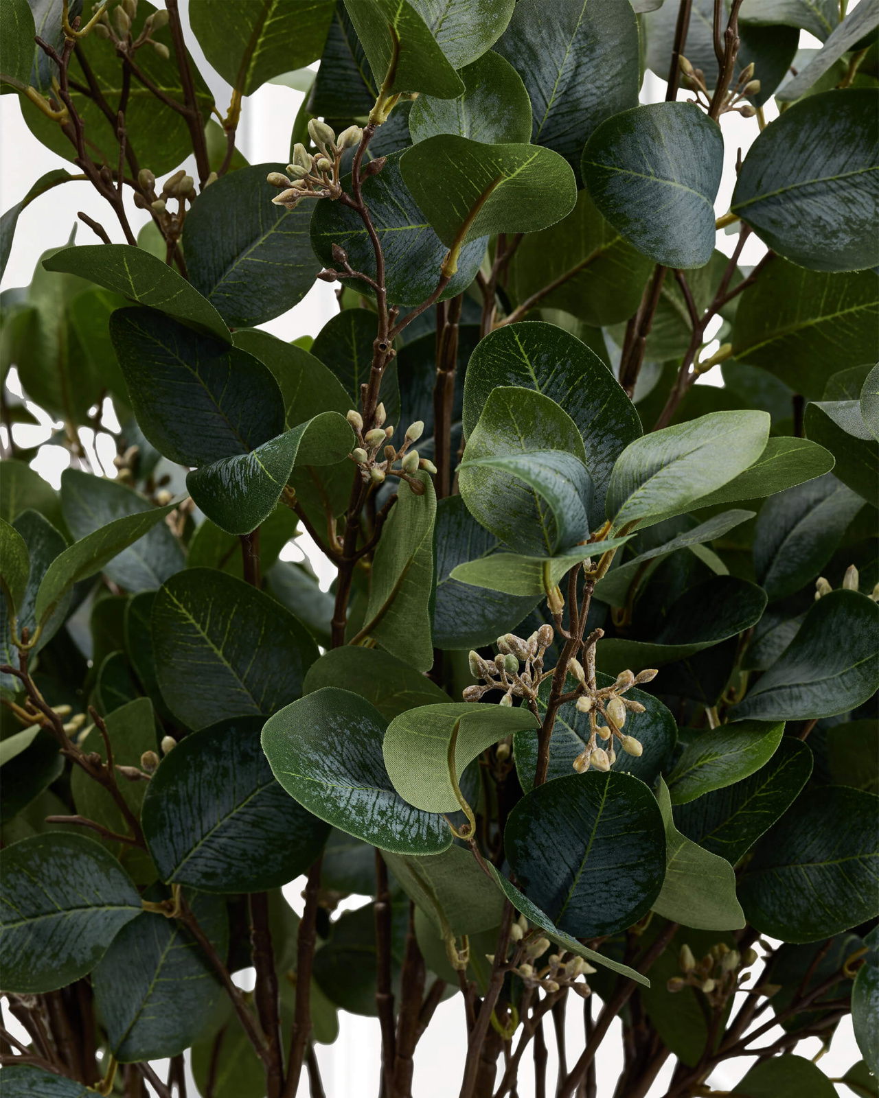 Eucalyptus snittblomma grön