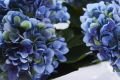 Hydrangea Blue Cut Flowers 65 cm