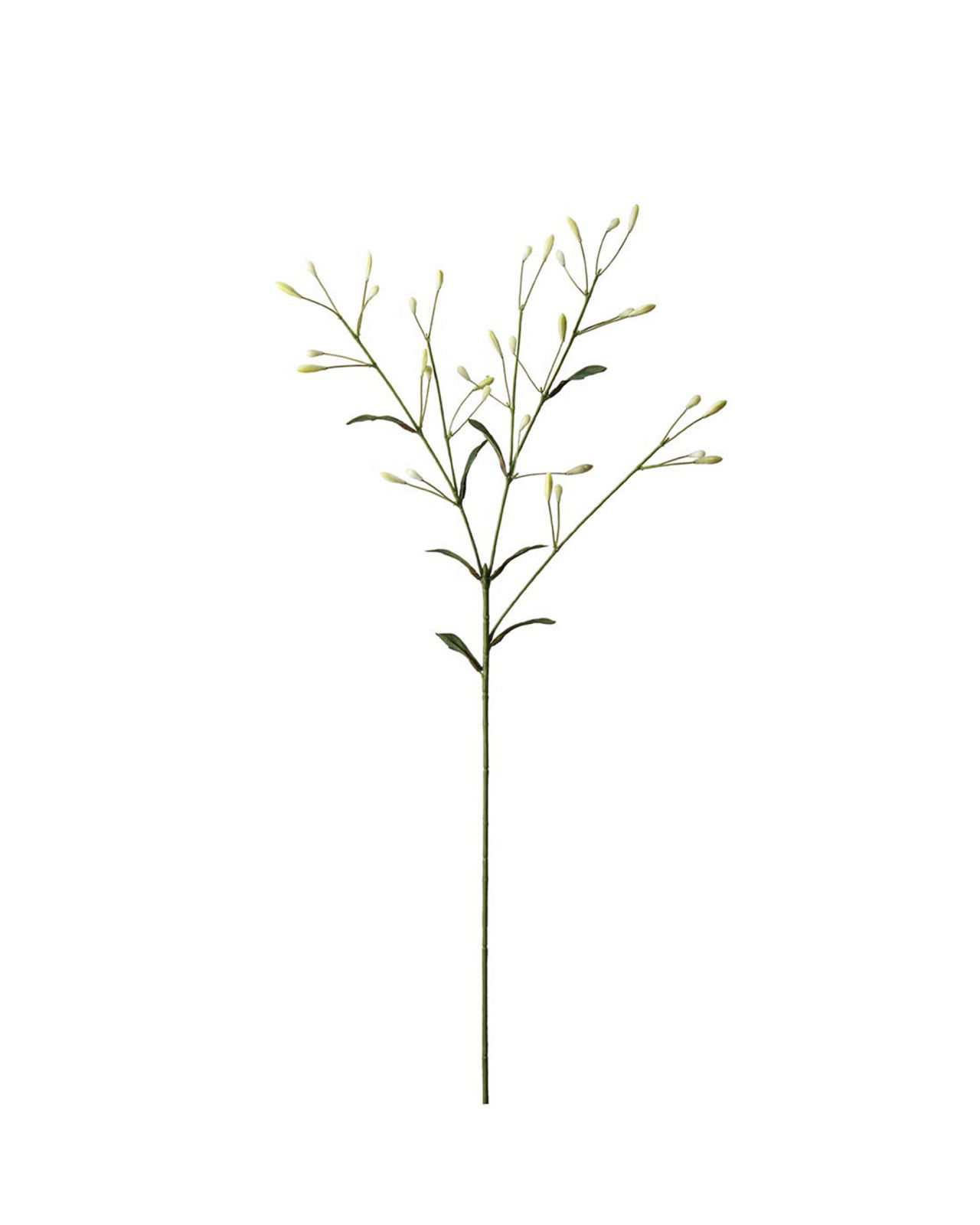 Beerenzweig Schnittblume Weiß