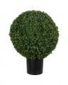 Boxwood Potted Plant Green