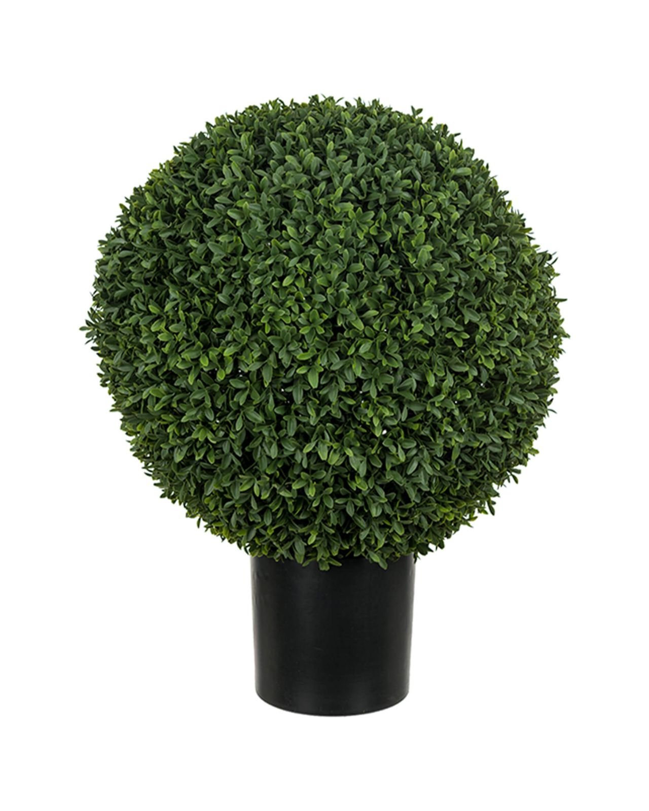 Buxbom potted plant green