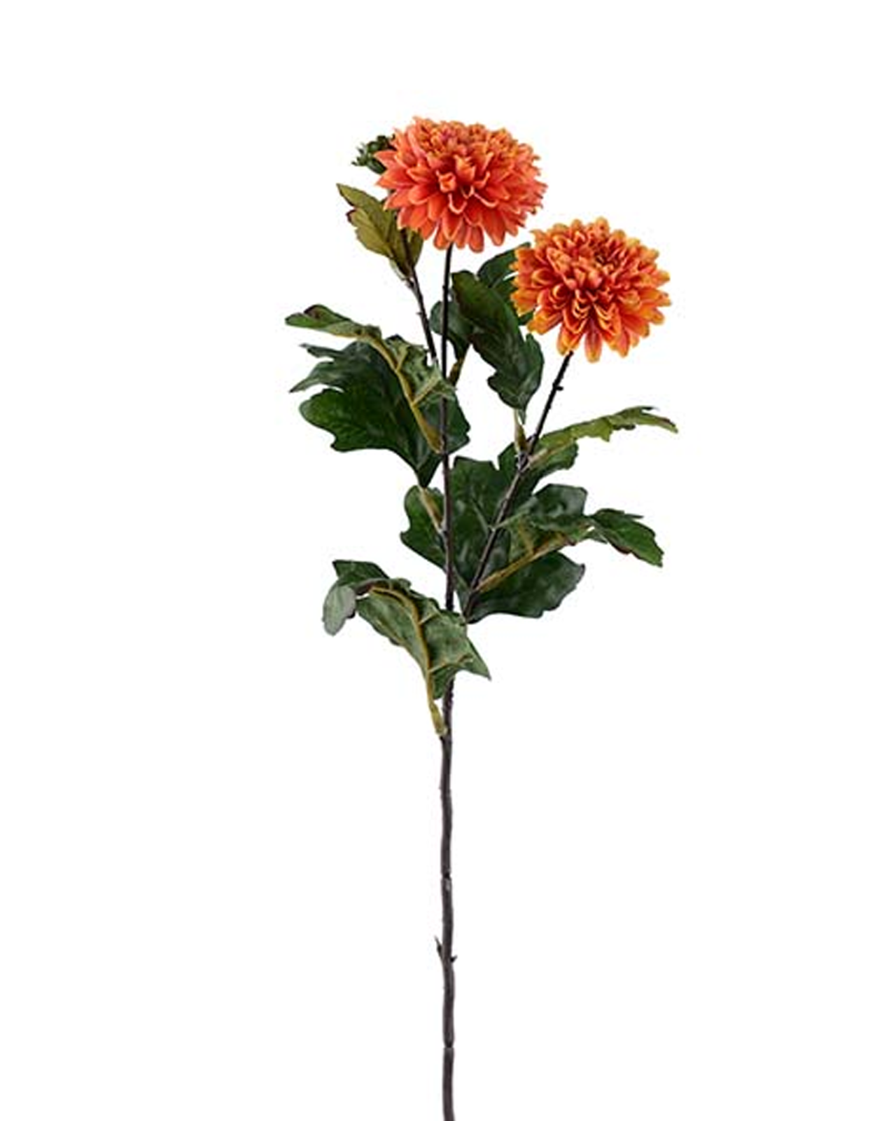 Krysantemum snitblomst orange