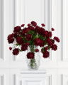 Chrysanthemum Cut Flower Red