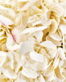 Hydrangea Cut Flower White