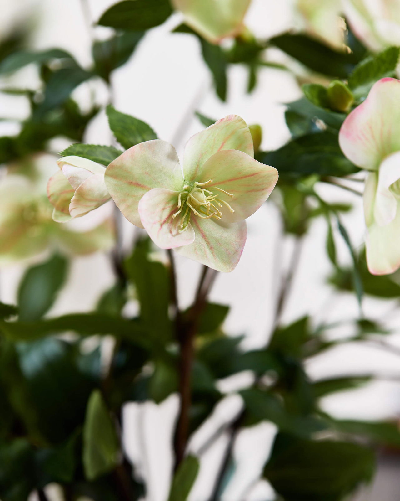 Julros konstväxt vit