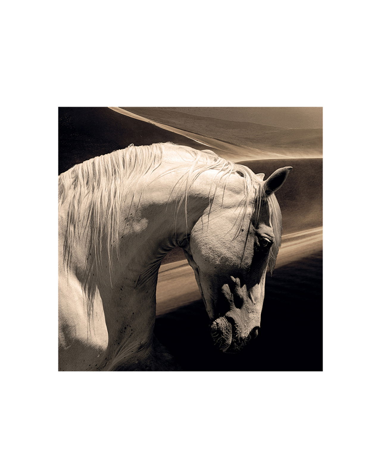 Arabian horse OUTLET