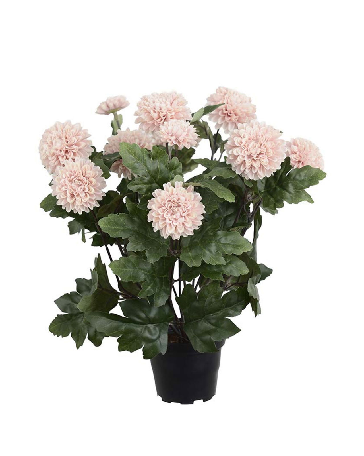 Chrysant potplant roze