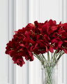 Amaryllis snitblomst rød