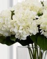 Hortensia snittblomst hvit