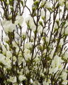 Apple Blossom Cut Flower White