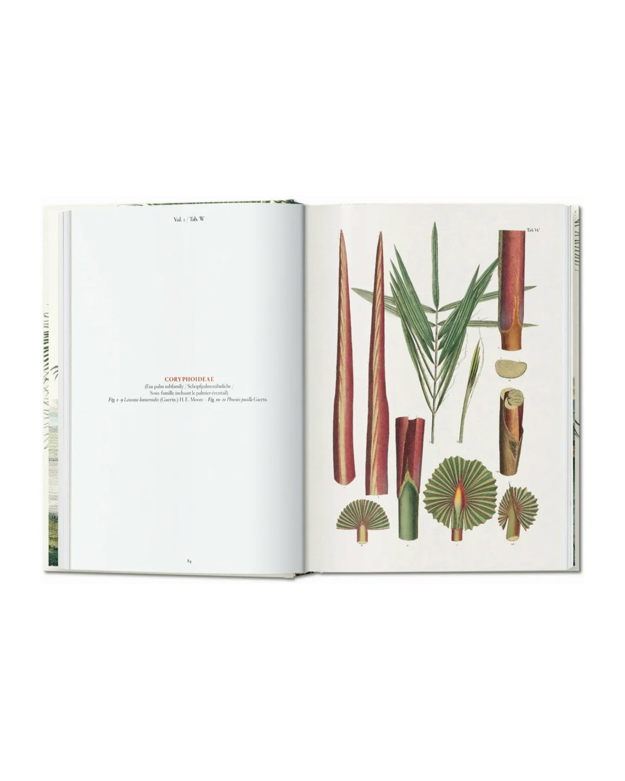 The Book of Palms. 45th Edt.