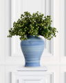 Hypericum Cut Flower Creme