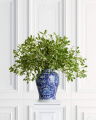 Mistletoe Cut Flower Green