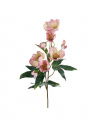 Christmas rose cut flower pink