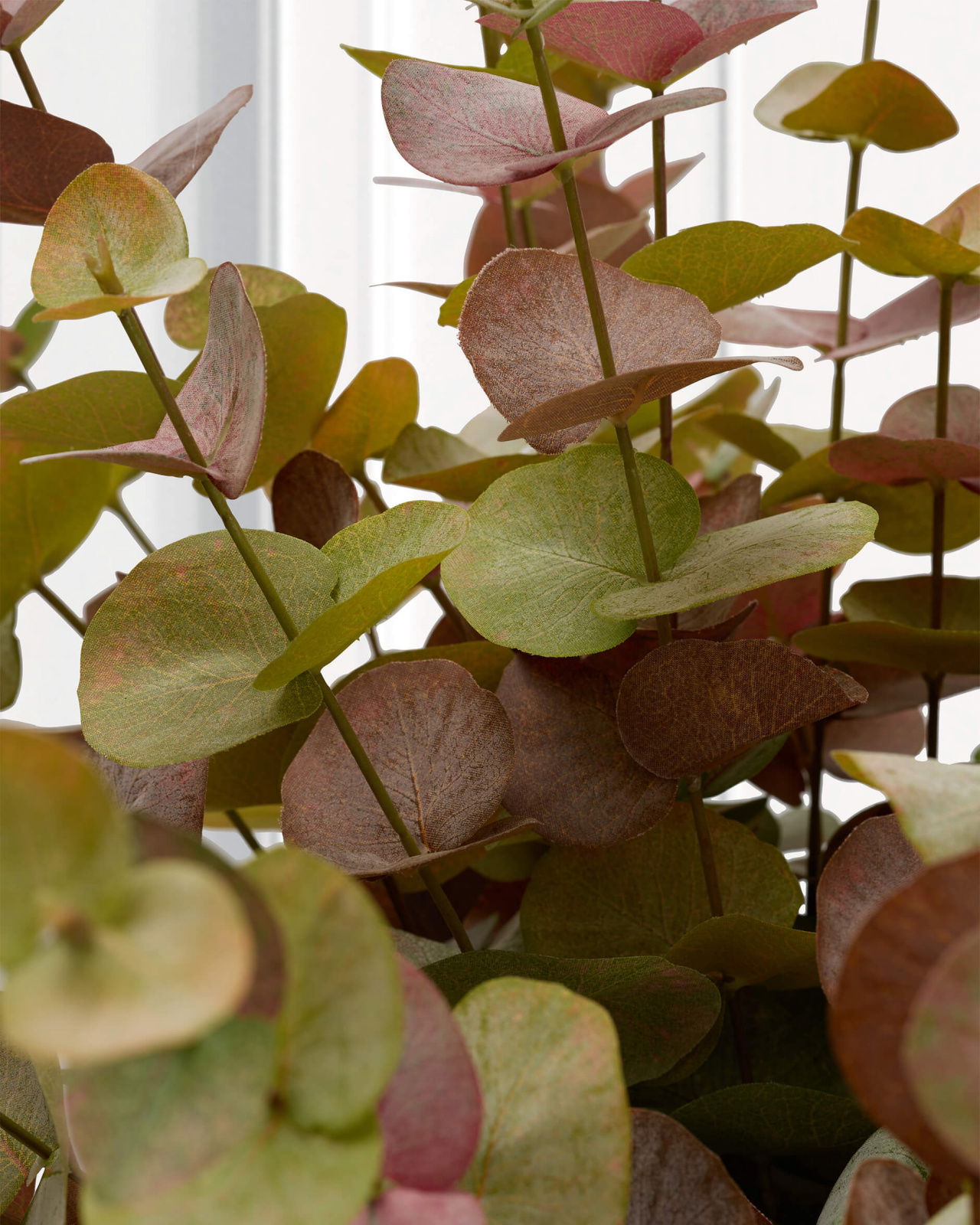 Eucalyptus snittblomma grön/orange