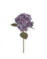 Hortensia snittblomma lila
