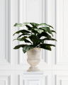 Peace Lily Potted Plant Green