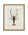 Crayfish 1