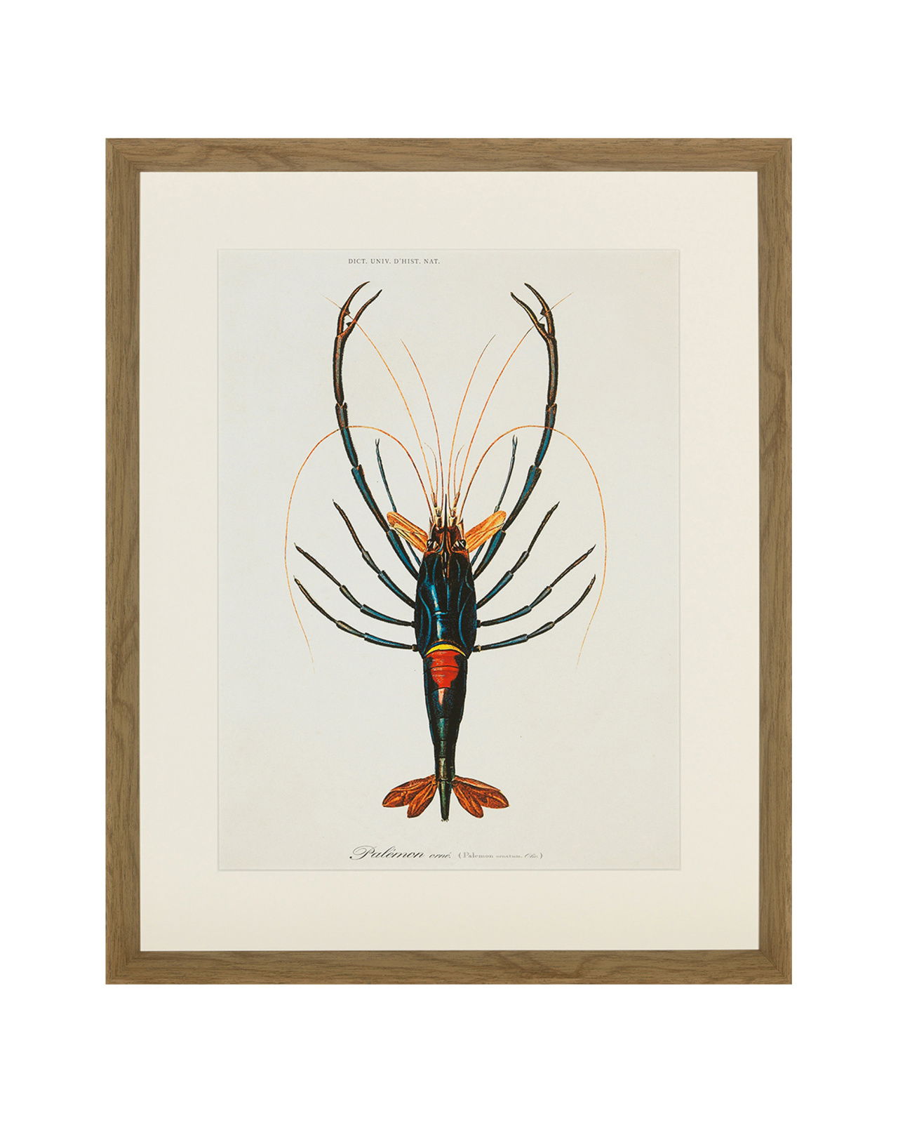 Crayfish 1