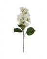 Lila hortensia snijbloem wit