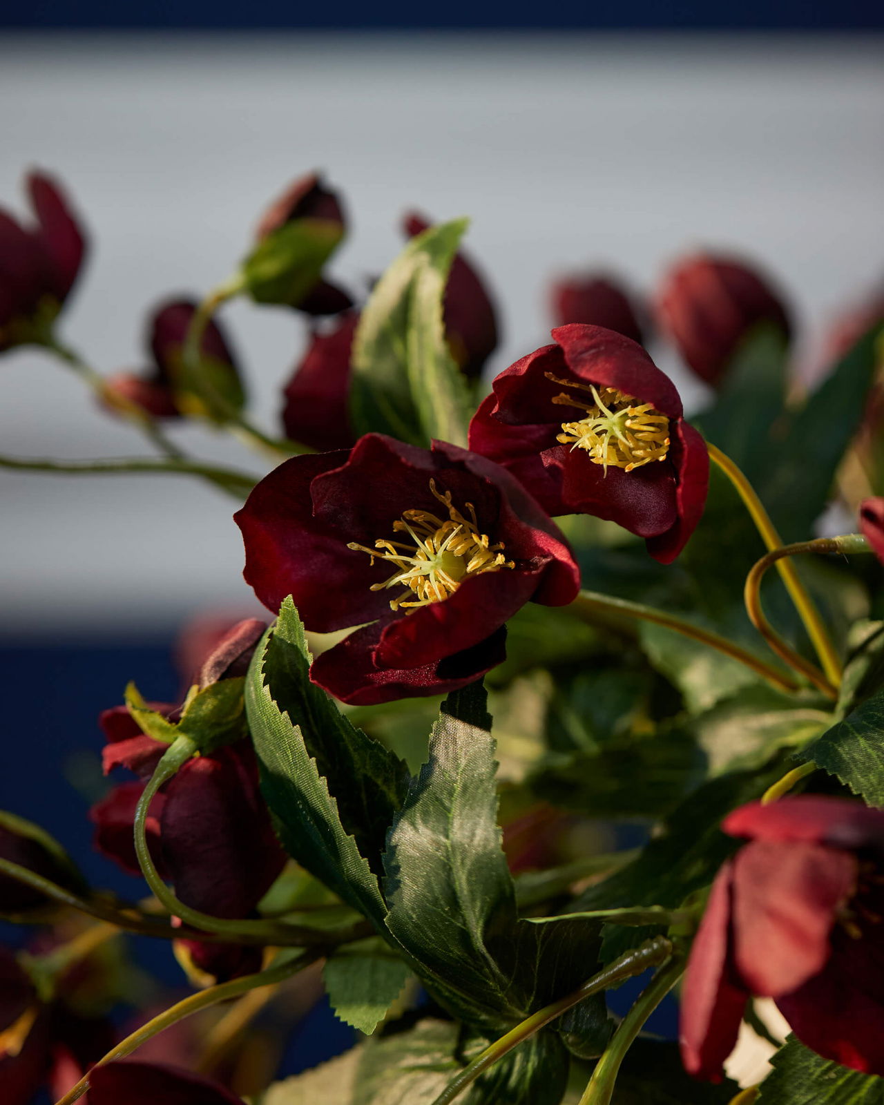 Julros snittblomma vinröd