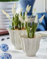 Grape Hyacinth Potted Plant White