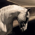 Arabian Horse