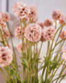 Scabiosa Schnittblume rosa