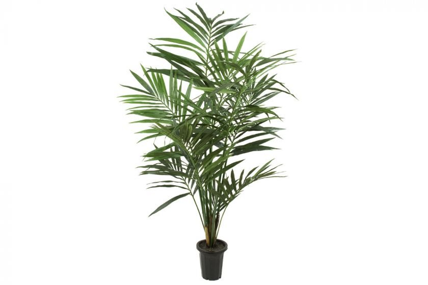 Kentia palm konstväxt