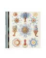 The Art and Science of Ernst Haeckel