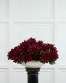 Dahlia Potted Plant Wine Red